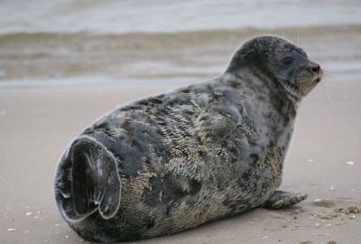 WWF - 9 szarych fok wypuszczonych do Bałtyku